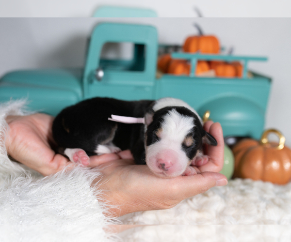Medium Photo #4 Border Collie Puppy For Sale in CONWAY, MO, USA