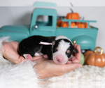 Small #3 Border Collie