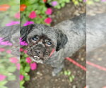 Small #1 Shih Tzu