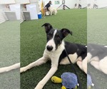 Scout - Male Border Collie Dog for Adoption - Small photo
