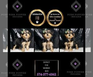 Medium Morkie