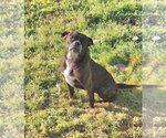 Small #10 Mutt