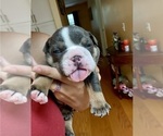 Small Photo #15 Bulldog Puppy For Sale in PACE, FL, USA