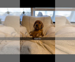 Small #3 Labrador Retriever