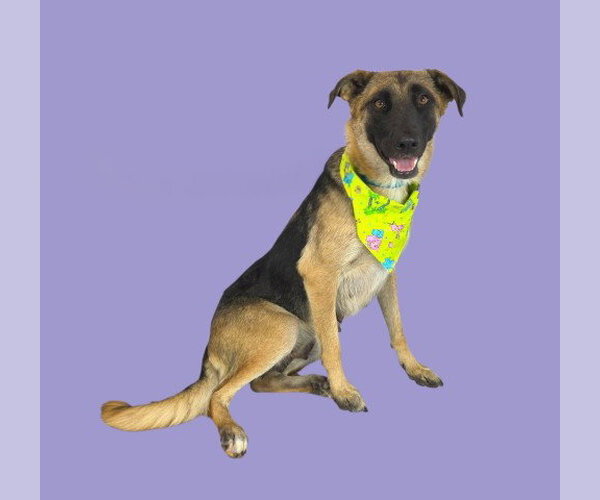 Medium Photo #2 German Shepherd Dog Puppy For Sale in Bakersfield, CA, USA