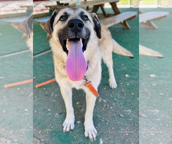Medium Photo #1 Anatolian Shepherd-Unknown Mix Puppy For Sale in Clarkesville, GA, USA