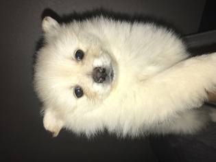 Pomeranian Puppy for sale in BEND, OR, USA