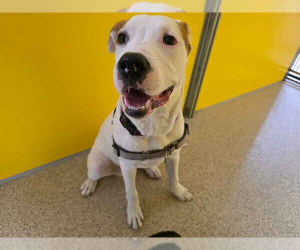 Medium Photo #1 Pointer-Unknown Mix Puppy For Sale in Ames, IA, USA