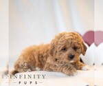 Small #4 Cavapoo (Miniature)