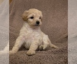 Small Photo #2 Maltipoo Puppy For Sale in PORTERVILLE, CA, USA