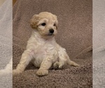 Small #1 Maltipoo