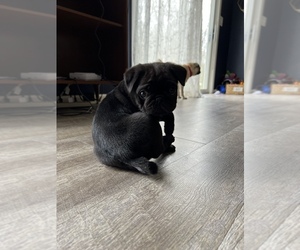 Pug Puppy for sale in HUNTERTOWN, IN, USA