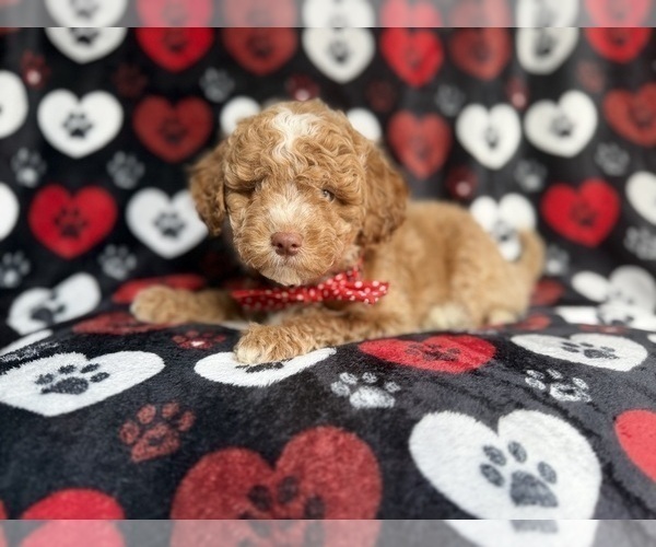 Medium Photo #4 Poodle (Miniature) Puppy For Sale in LAKELAND, FL, USA