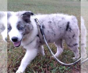 Australian Shepherd Puppy for sale in LINDEN, TN, USA