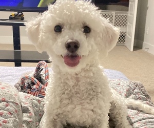 Father of the Bichon Frise puppies born on 08/30/2025