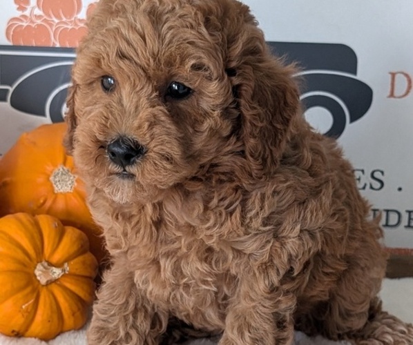 Medium Photo #33 Poodle (Miniature) Puppy For Sale in GOSHEN, IN, USA