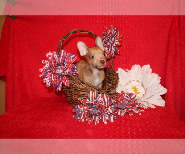 Medium Photo #10 Chihuahua Puppy For Sale in CHARLESTON, AR, USA