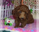 Small Photo #10 Poodle (Standard) Puppy For Sale in CLATSKANIE, OR, USA