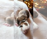 Small Photo #5 Olde English Bulldogge Puppy For Sale in AHTANUM, WA, USA