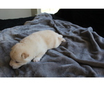 Small Photo #29 Shiba Inu Puppy For Sale in VIRGINIA BCH, VA, USA