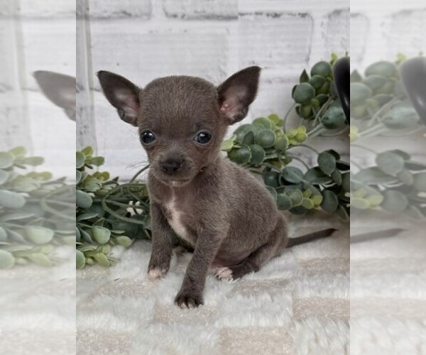Medium Photo #4 Chihuahua Puppy For Sale in DELRAY BEACH, FL, USA
