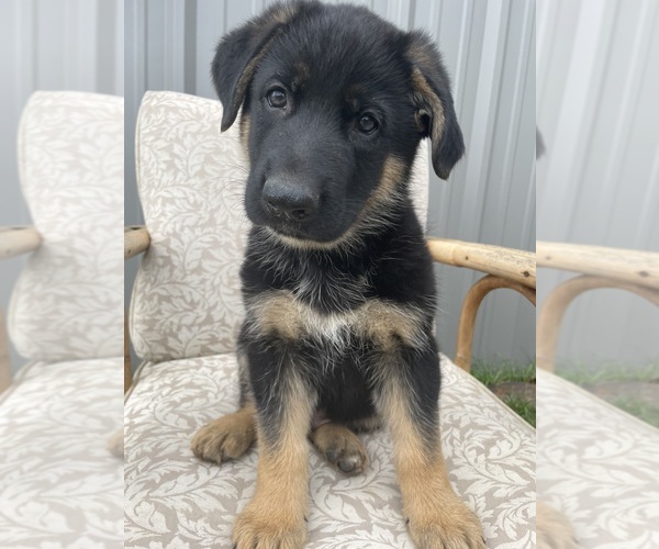 Medium Photo #3 German Shepherd Dog Puppy For Sale in BERRY, AL, USA