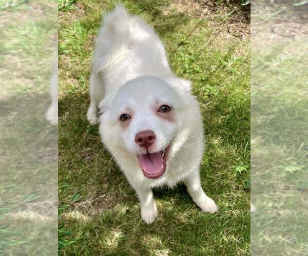 Medium Photo #1 American Eskimo Dog-Pug Mix Puppy For Sale in New York, NY, USA