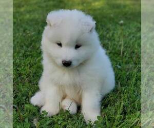 Samoyed Puppy for sale in WITHEE, WI, USA