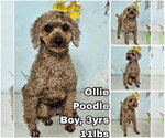 Small Poodle (Miniature)