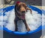 Small #9 Labrador Retriever Mix