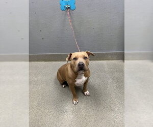 Mutt Dogs for adoption in Las Vegas, NV, USA