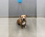 *BUTTERED LOBSTA - Female Mutt Dog for Adoption - Small photo