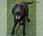 Small #1 Labrador Retriever Mix