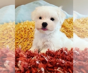 Maltese Puppy for sale in SPRINGFIELD, IL, USA