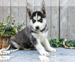 Puppy MAcy Siberian Husky