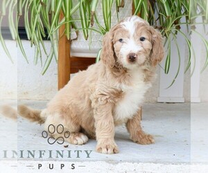 Bernedoodle (Miniature) Puppy for sale in NARVON, PA, USA