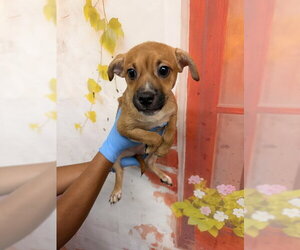 Mutt Dogs for adoption in San Bernardino, CA, USA