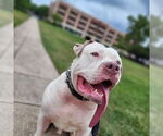Small #2 American Pit Bull Terrier