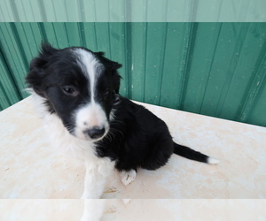 Border Collie Puppy for sale in ANN ARBOR, MI, USA