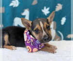 Sourdough - Male Cheagle Dog for Adoption - Small photo