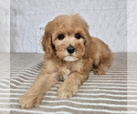 Small #1 Cavapoo