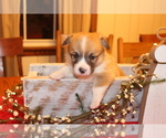 Small Photo #9 Pembroke Welsh Corgi Puppy For Sale in MALTA, OH, USA