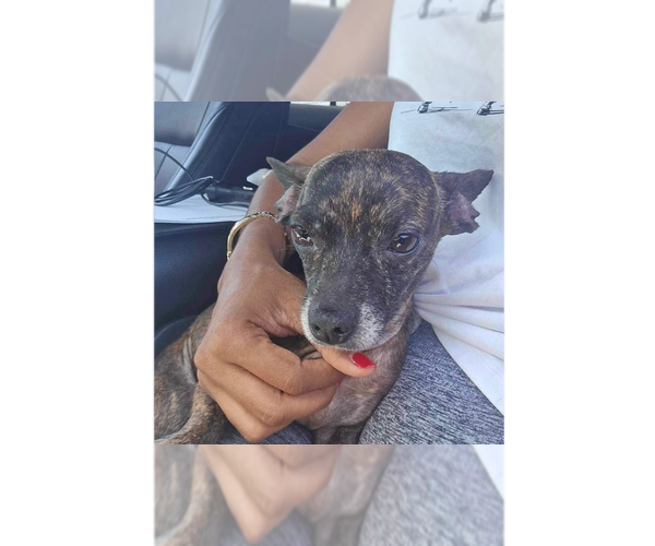 Medium Photo #5 Chihuahua-Unknown Mix Puppy For Sale in New York, NY, USA