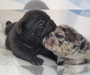 French Bulldog Puppy for sale in PINCKNEY, MI, USA