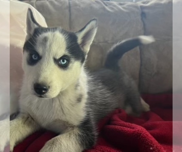 Medium Photo #6 Siberian Husky Puppy For Sale in PINON HILLS, CA, USA