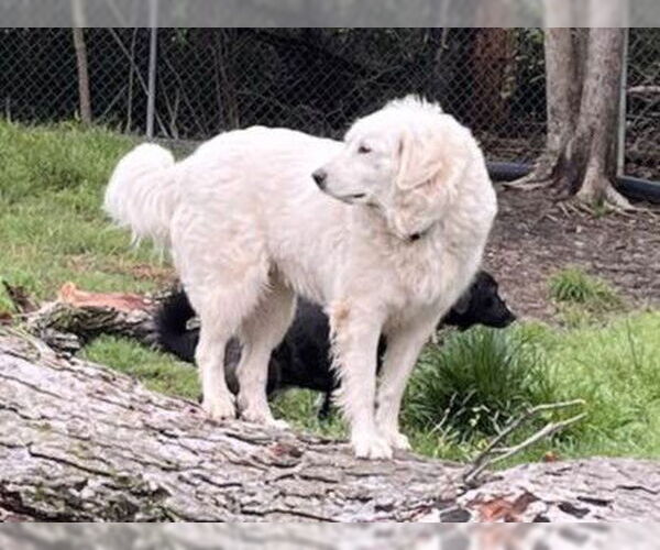 Medium Photo #11 Great Pyrenees Puppy For Sale in Dallas, TX, USA