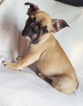 Medium Photo #1 French Bulldog Puppy For Sale in ADRIAN, MI, USA