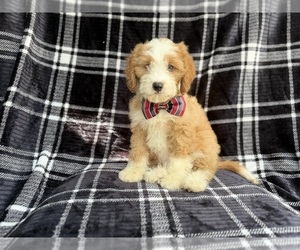 Cavapoo (Miniature) Puppy for sale in LAKELAND, FL, USA