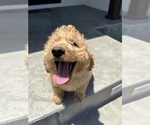 Puppy Puppy 3 Goldendoodle