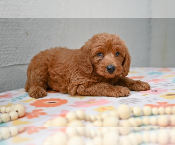 Medium Photo #3 Poodle (Miniature) Puppy For Sale in MILLERSBURG, OH, USA